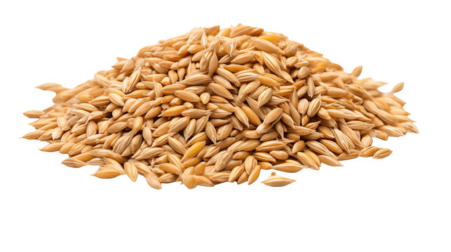 Close up studio shot of a mound of barley grains with a transparent background for contrast and focus
