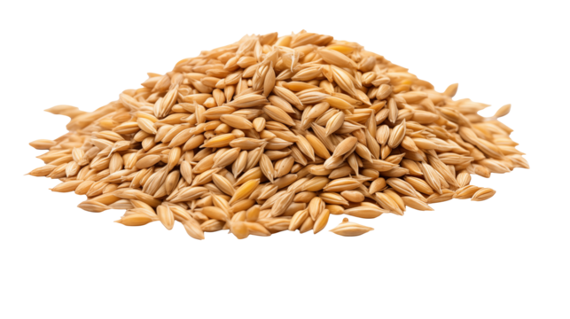 Close up studio shot of a mound of barley grains with a transparent background for contrast and focus