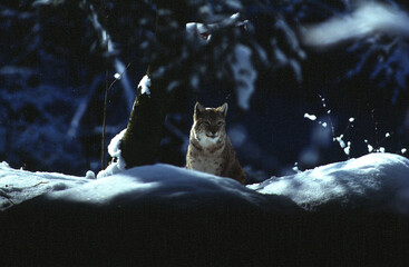 Lynx, Lynx lynx © ROG