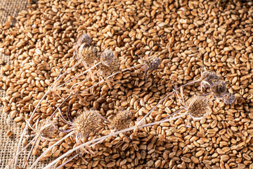 Top view of scattered wheat grains and ears capturing natural beauty with rustic charm