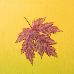 A dry maple leaf against a yellow gradient background capturing autumn's essence