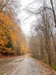 Fototapeta premium Moody Scene of a Wet Asphalt Road Disappearing into a Foggy Autumn Forest