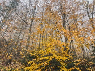 Woman in a Grey Jacket Walking Alone on a Foggy Road in an Autumn Forest