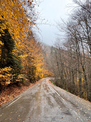 An Empty Wet Road Flanked by Vibrant Yellow Autumn Trees and Bare Branches