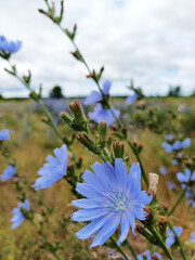 Close-up of a beautiful blue chicory flower with dew drops on petals