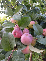 Vibrant rosy apples surrounded by lush green leaves in nature's embrace