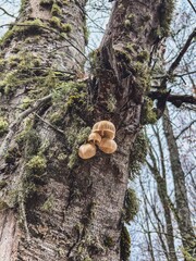 Close-Up of Translucent Porcelain Fungus (Oudemansiella mucida) on a Tree