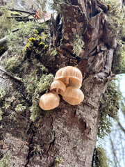 A Cluster of Delicate Wild Mushrooms on a Mossy, Weathered Tree Trunk