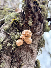 A Cluster of Delicate Wild Mushrooms on a Mossy, Weathered Tree Trunk