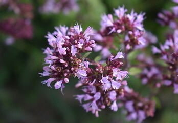 Gros plan d'Origan commun, Wild Marjoram (Origanum vulgare) Lamiaceae Lamiales, fleurissant dans la campagne française.