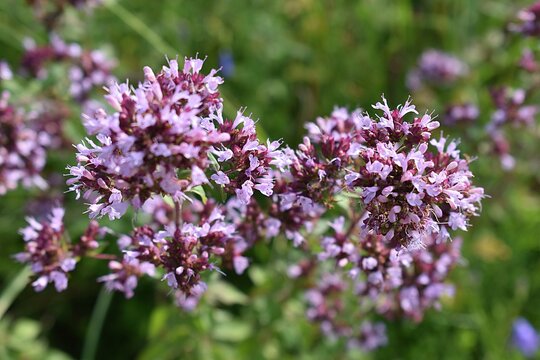 Gros plan d'Origan commun, Wild Marjoram (Origanum vulgare) Lamiaceae Lamiales, fleurissant dans la campagne fran&ccedil;aise.