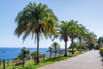 Pedestrian area with tall palm trees against the backdrop of the Atlantic Ocean in the city of...