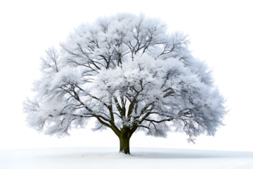 A snow covered tree stands alone in a winter landscape, isolated on transparent background, its branches heavy with frost and ice under a cold sky