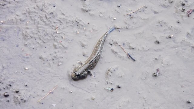 Exotic animals. Mudskipper, walking goby (Periophthalmus) fish feed in the mud after low tide. Mangrove forest. Lips vibration determines food