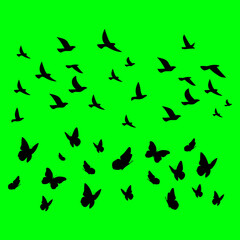 Bird and butterfly vector with green background
