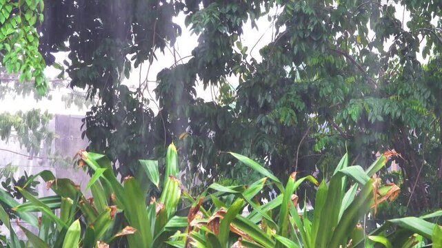 The beginning of the rainy season. A tropical downpour, blirt. The monsoon wind shakes the trees violently, Indonesia