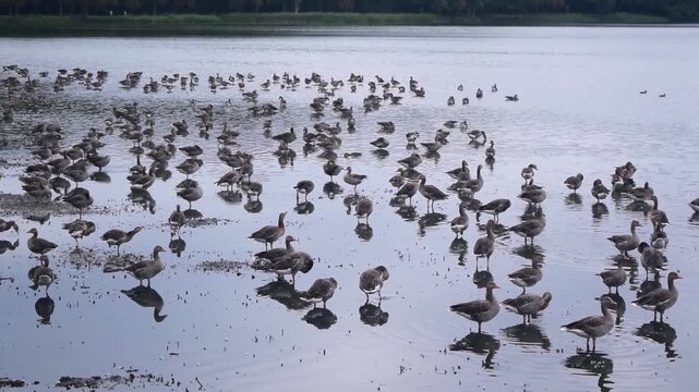 Large flock of gadwall (Mareca or Anas strepera) on the lake in summer. Biodiversity and ecosystem. Reproduction and life of wild birds grey ducks in Europe. 