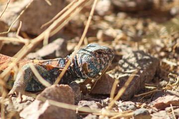 Lizard on the ground
