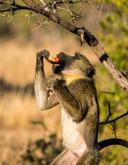 Vibrant Mandrill Close-Up in Golden Hour Scene