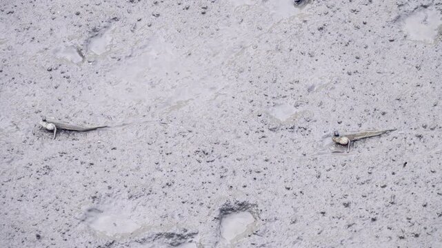 Exotic animals. Mudskipper, walking goby (Periophthalmus) fish feed in the mud after low tide. Mangrove forest. Java Island, But there are no mangroves and fish live right in city of Surabaya.