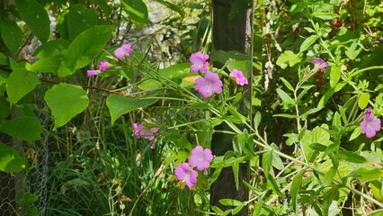 Sweden. Epilobium hirsutum is a flowering plant belonging to the willowherb genus Epilobium in the family Onagraceae. 