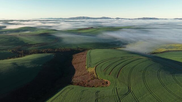 Aerial view of verdant green fields partially obscured by a blanket of low-lying fog, creating a serene landscape of Caledon, Western Cape, South Africa.