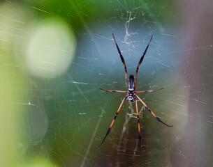Close-up palm spider called Nephila famous for the impressive webs they weave. the Seychelles