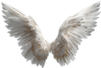 White angel wings isolated on transparent background.
