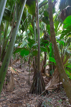Walking palm or Socratea exorrhiza in famous nature park Vallee De Mai at Island of Praslin, Seychelles