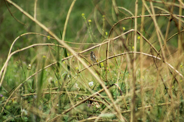 European goldfinch (Carduelis carduelis). Young birds in the nature perched on twig.