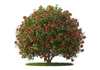 Camellia japonica shrub plant with red flowers isolated on transparent background
