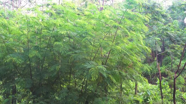 Tropical winter. Acacia and albizia with yellow leaves Indonesia