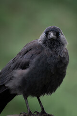Crow Jackdaw wild bird with green background