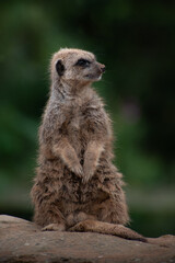 meerkat on guard lookout