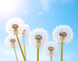 Fototapeta premium Dandelions against a bright blue sky