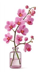 Pink Orchid Branch in Clear Glass Vase on White