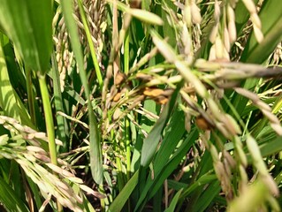 The perfect (sexual) stage of Ustilaginoidea virens, the fungus that causes rice false smut