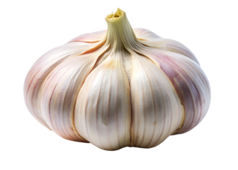 Closeup of a single garlic bulb isolated on transparent background, showcasing its natural texture and healthy culinary ingredient