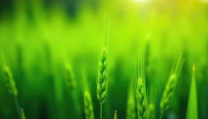 Vibrant green barley grass shoots, freshly harvested and glistening with morning dew Perfect for healthy lifestyle, agriculture, and natural food imagery , nutrient, eco