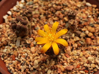 Sulcorebutia rauschii (Hyemohwan) cactus in bloom with yellow flower grown in Korea