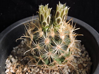 Mammillaria spinosissima (Tobseuki), a Korean cactus with flower buds and golden spines