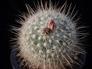 Taebaekhwan cactus with fine radial spines in Korea, popular for ornamental cultivation