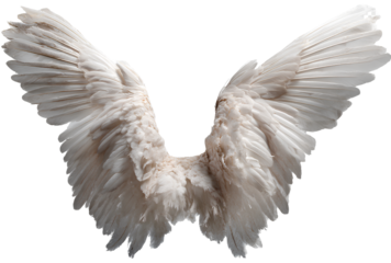 White angel wings isolated on transparent background.