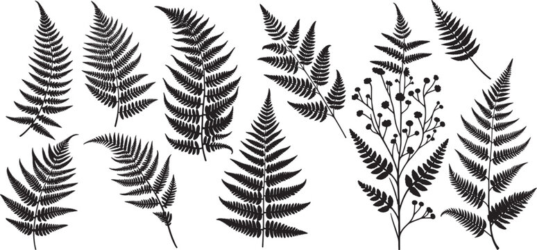 fern silhouette set, Botanical fern set illustrated in black and white, vintage vector design