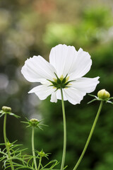 Lovely Cosmos bipinnatus is an annual that is often considered half-hardy. The cultivated varieties appear in shades of pink and purple as well as white. Empty space for text.