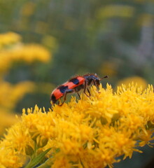 A bee beetle insect (Trichodes apiaries) on a Goldenrod (Solidago virgaurea) close-up 