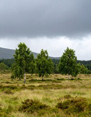 Birch trees growing in high fens nature reserve before stormy sky