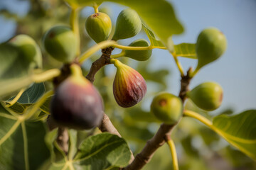 Ripe and unripe figs on a branch fruit tree