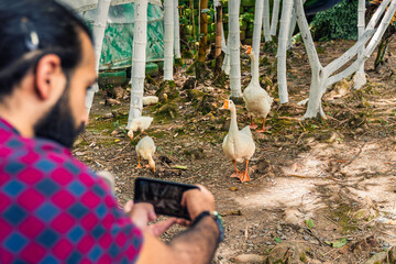 Person photographing geese and goslings in rustic forest setting with dirt ground and white-painted...