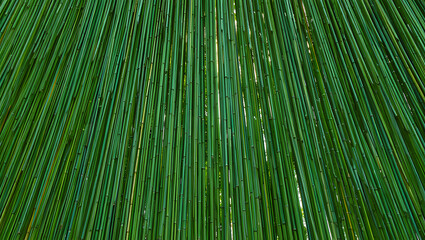 Fototapeta premium Dense bamboo forest background with filtered sunlight creating a natural green texture abstract landscape for design and decoration